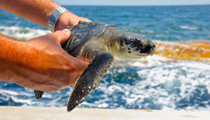 A sea turtle